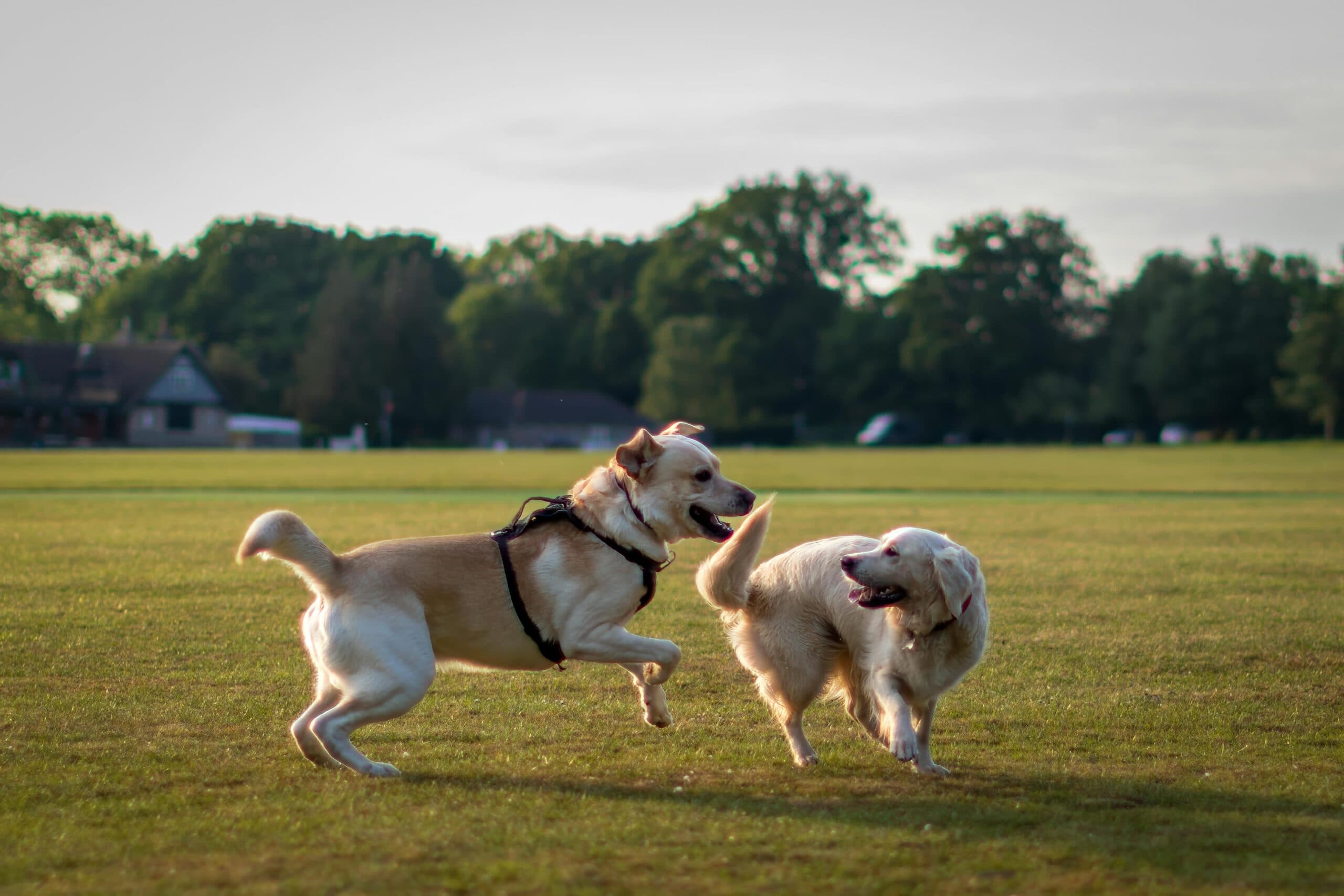 Impressionen der DüsselDog Days